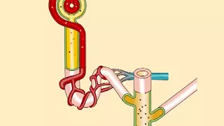 Строение нефрона образование мочи