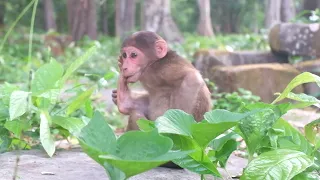 hello monkey 0032