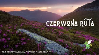 Czerwona ruta