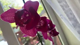 Новини від орхідеї пелор Montreux 🫶🏻
