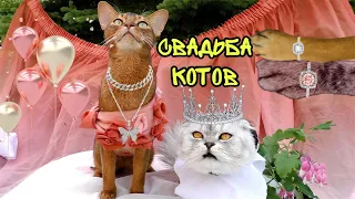 СВАДЬБА КОТА КЕВИНА И КИСЫ АРИЕЛЫ! УРА! КОТЫ ПОЖЕНИЛИСЬ