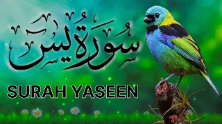 Surah Yaseen | Yasin | Episode 45 | Daily Quran Tilawat Surah Yasin Surah Rahman Full HD Complete