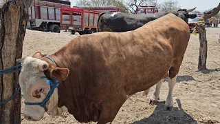 Descubre el precio por kilo del ganado gordo y flaco sementales chivos boer borregos y botas 👢