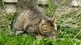 Mother cat finds her kittens dead (and rescues the last one)
