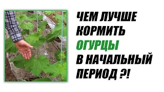 Чем лучше кормить огурцы в начальный период ?!