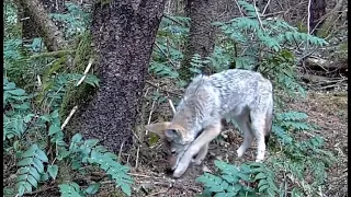 Coyote Burying Food in Front of Our Trail Camera