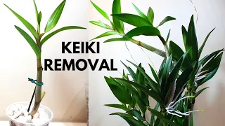 Removing & Potting Dendrobium Orchid Keikis | Dendrobium Berry Oda