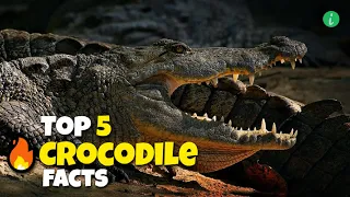 Top 5 Most Interesting Facts About Crocodiles | Crocodile Facts | Info Hifi