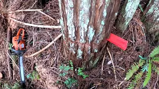 How To Wedge A small Tree. Method # !