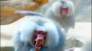 Pavian Kampf  Baboon Fight Territorial