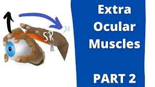 Eye Movements (Part 2) | Extra Ocular Muscles