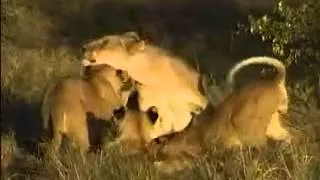 Тайный мир животных  Львы, гепарды, леопарды   жестокий мир хищников 2013