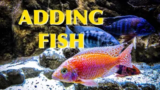 Adding African Cichlids to Your Tank