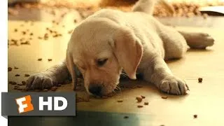 Marley & Me (2/5) Movie CLIP - How Marley Got His Name (2008) HD