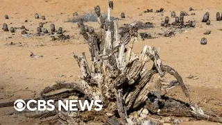 Too hot for cactuses in the Southwest; Texas residents asked to conserve energy