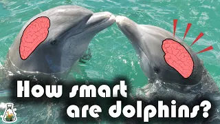 How smart are dolphins?