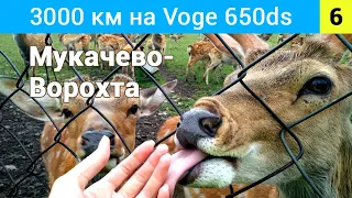 Страшний спуск біля замку Хуст та оленяча ферма