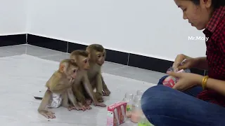 Obedient Three Little Donal Moly & Zuji Sitting Orderly Wait Mom Prepare Milk