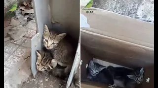 Rescue 2 kittens that were abandoned on the street