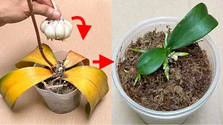 Garlic revives all rotten orchids in this easy way