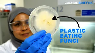 Are fungi that eat up plastic a solution to our waste woes? | Cosmos Briefing #science