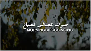 صوت عصافير الصباح للإسترخاء والتأمل - 40 دقيقة