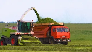 Forage harvesting 2023 - CLAAS JAGUAR 850, MAZ. MTZ 3022