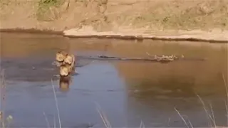 Male lion coalition cautiously crossing crocodile infested rivers