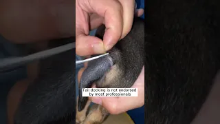 Puppy Tail Docking