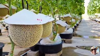 How Japanese Harvest World's Most Expensive Melon - Japan Produce Expensive Melon This Way