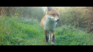 Vixen fox has her warm winter coat