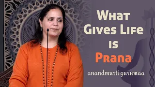 What Gives Life is Prana (English) | Anandmurti Gurumaa