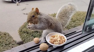 Squirrels know how to make us laugh