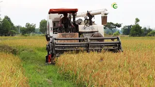 Nice Activities Kubota Harvester Driving Skills Harvest Rice In Action