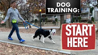 Dog Training Fundamentals (Watch this before any other dog training video)