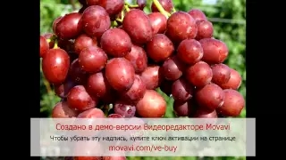 Мой альбом vinograd-34.ru