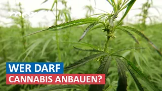 Legalisierung von Cannabis: Chance für mitteldeutsche Landwirte? | Umschau | MDR