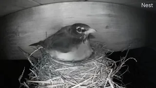 Robin bird, chicks and egg eaten by raccoon