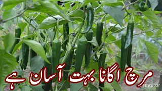 Growing Green chilli from plant.How to grow Green chilli at home.
