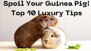 Pampered Piggies: 10 Luxurious Ways to Spoil Your Guinea Pig