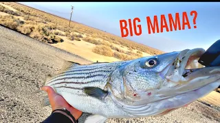 Almost beat my PB Striper with this BIG GIRL!! | California Aqueduct