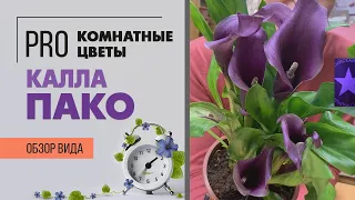 Калла Пако - миниатюрная калла |  Фиолетовое чудо | Как ухаживать за каллой