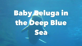 Baby Beluga  - Raffi Lyrics Video