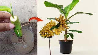 Nice skills! How to growing a Banana trees from banana fruit in water