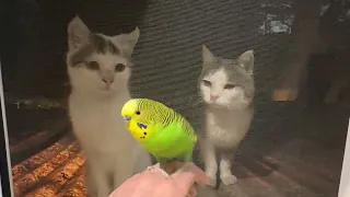 Budgie teasing cats!