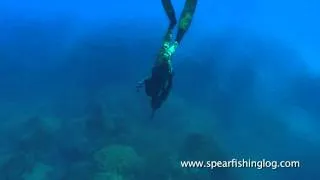 Spearfishing Shi drum (Umbrina cirrosa) in my favorite hole