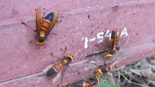 Snippet: Giant hornets on the attack? Try a little water buffalo poop