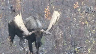 Macmillan Monster, Yukon moose hunt