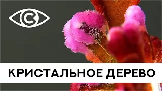 Кристальное дерево! Дерево в кристаллах. Набор для опытов. Японский сад кристаллов