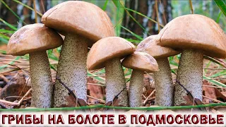 ❗ГРИБЫ НА БОЛОТЕ👉ГРИБНОЙ ЛЕС В ПОДМОСКОВЬЕ.🍄КОРЗИНА ГРИБОВ ПОДОСИНОВИКОВ И ПОДБЕРЁЗОВИКОВ.